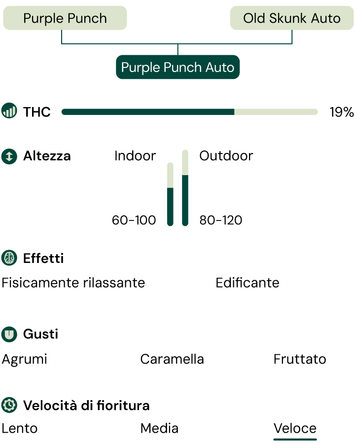 Purple Punch Auto Characteristics