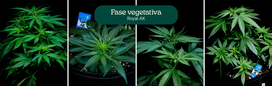 Royal AK Vegetative