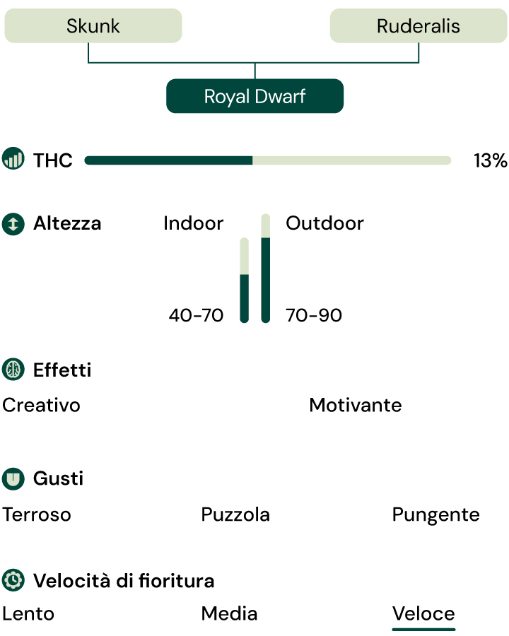 Royal Dwarf Autoflower Characteristics