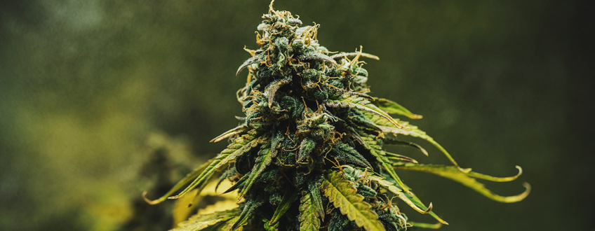 Cosa Sono i Semi di Cannabis Autofiorenti? - Royal Queen Seeds