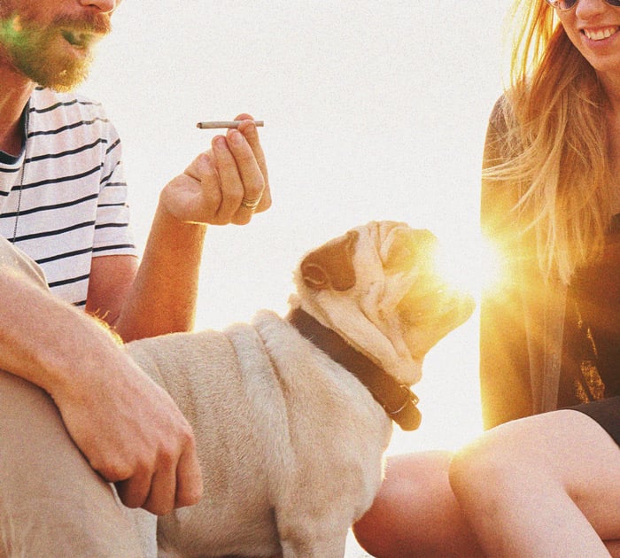 What to Do if Your Dog Gets High