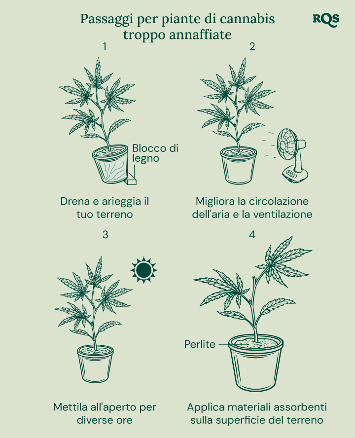 How to fix overwatered cannabis