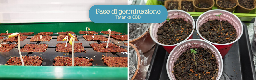 Due immagini della germinazione dei semi di Tatanka CBD: una mostra i semi che germogliano in un substrato di coltivazione, l'altra con piantine germogliate in tazze rosse Solo.