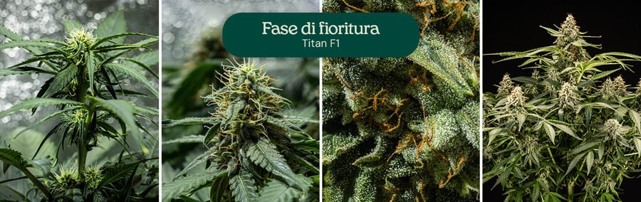 Collage di quattro immagini che mostrano la varietà di cannabis Titan F1 nella fase di fioritura completa.