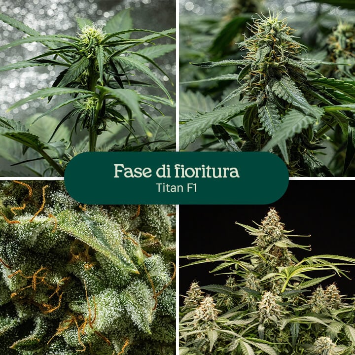 Collage di quattro immagini che mostrano la varietà di cannabis Titan F1 nella fase di fioritura completa.