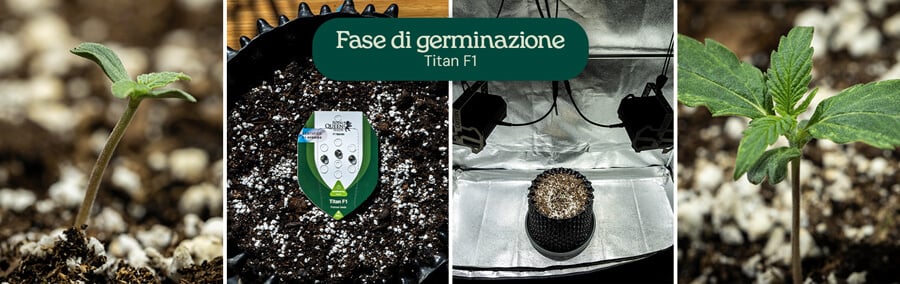 Collage di quattro immagini che mostrano la germinazione della varietà di cannabis Titan F1, dal seme alla piantina, evidenziando le fasi di crescita nel terreno con irrigazione.