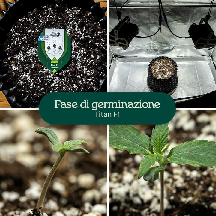 Collage di quattro immagini che mostrano la germinazione della varietà di cannabis Titan F1, dal seme alla piantina, evidenziando le fasi di crescita nel terreno con irrigazione.