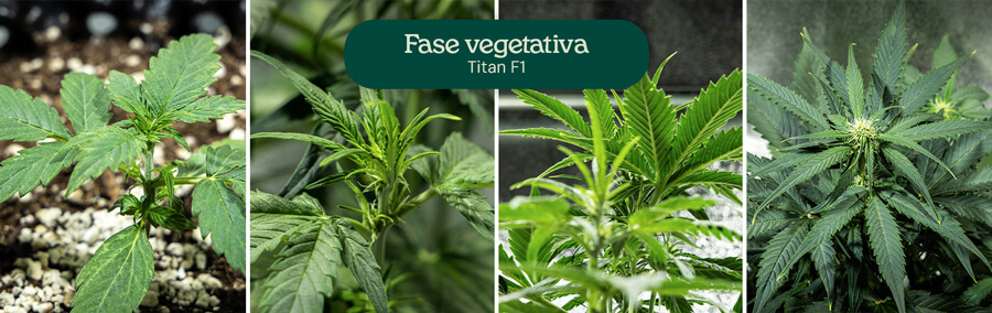 Collage di quattro immagini che mostrano la varietà di cannabis Titan F1 nella fase vegetativa, dalla piantina alla pianta giovane. La pianta cresce in vasi pieni di terra, con irrigazione visibile e foglie verdi sane.