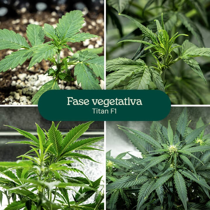 Collage di quattro immagini che mostrano la varietà di cannabis Titan F1 nella fase vegetativa, dalla piantina alla pianta giovane. La pianta cresce in vasi pieni di terra, con irrigazione visibile e foglie verdi sane.