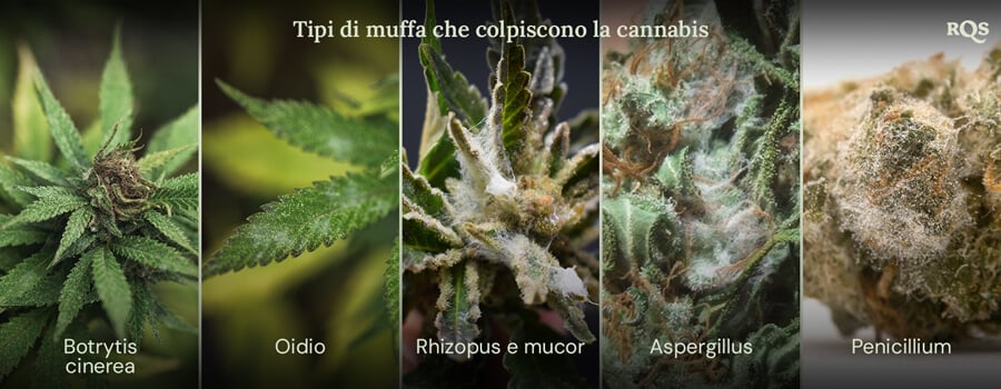 Un collage di immagini che mostra diversi tipi di muffa che possono colpire le piante di cannabis. I tipi di muffa mostrati sono Botrytis cinerea, muffa grigia, Rhizopus e Mucor, Aspergillus e Penicillium.