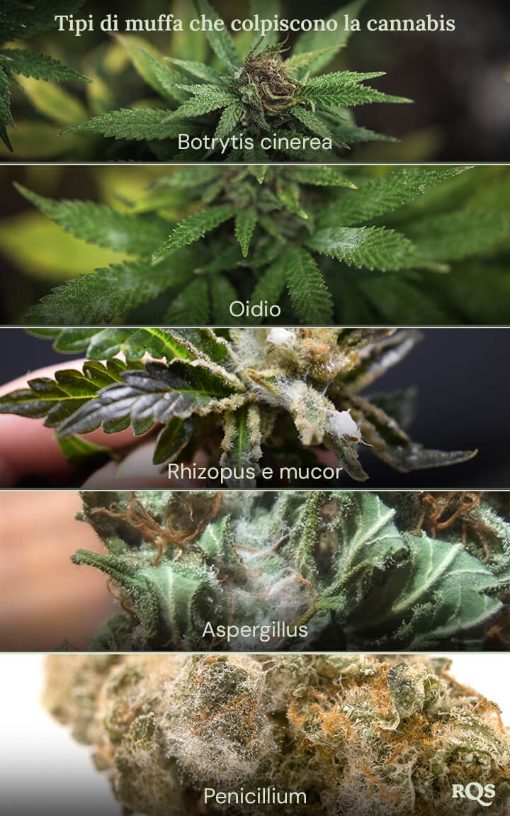 Un collage di immagini che mostra diversi tipi di muffa che possono colpire le piante di cannabis. I tipi di muffa mostrati sono Botrytis cinerea, muffa grigia, Rhizopus e Mucor, Aspergillus e Penicillium.