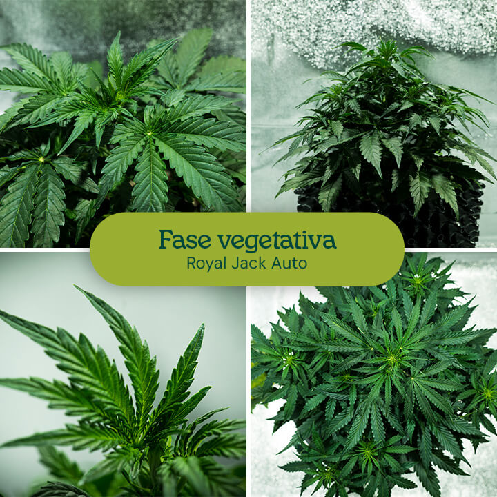 Crescita della pianta di cannabis durante la fase vegetativa: giovani piante con foglie e steli sani crescono da piccole piantine a piante più grandi e folte.