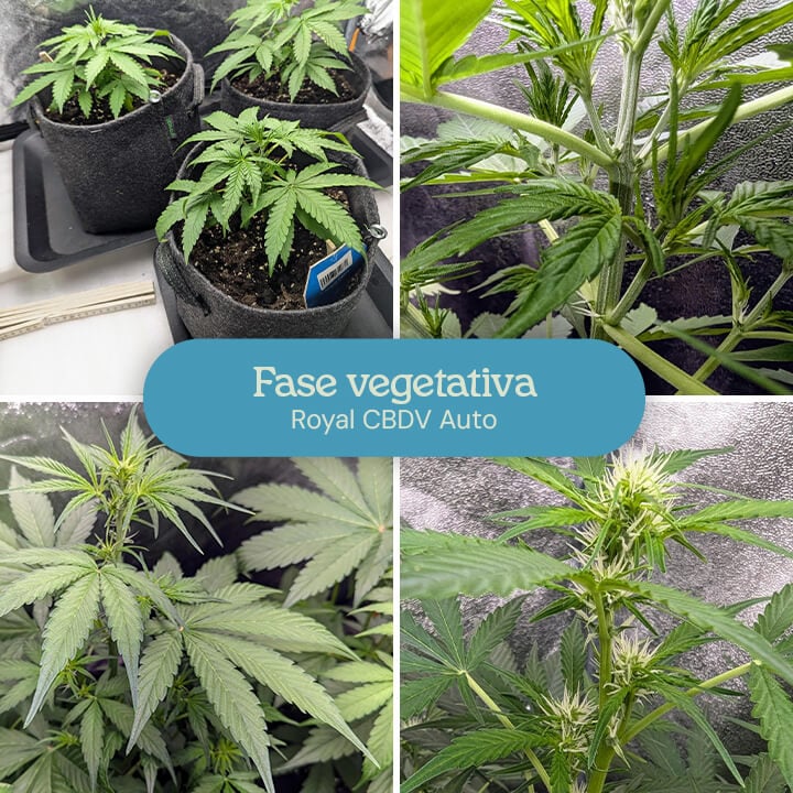 Un collage che mostra le fasi di crescita di una pianta di cannabis Royal CBDV Auto durante la fase vegetativa, dalle piccole piantine alle piante più grandi con rami e foglie sviluppati.