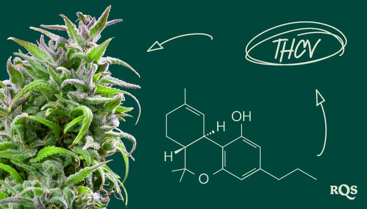 Immagine di una pianta di cannabis con la formula chimica del THCV a destra. Il testo evidenziato riporta 