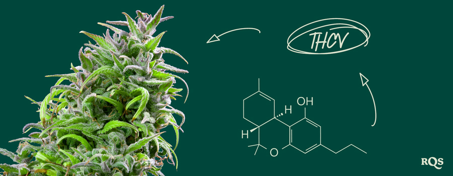 Immagine di una pianta di cannabis con la formula chimica del THCV a destra. Il testo evidenziato riporta 