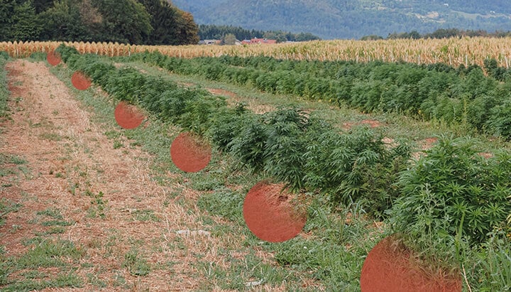 File di piante di cannabis che crescono in un campo aperto, con chiazze di terreno nudo visibili tra di loro. Colline e alberi sullo sfondo.