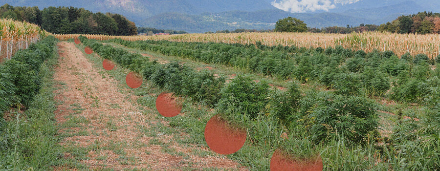 File di piante di cannabis che crescono in un campo aperto, con chiazze di terreno nudo visibili tra di loro. Colline e alberi sullo sfondo.