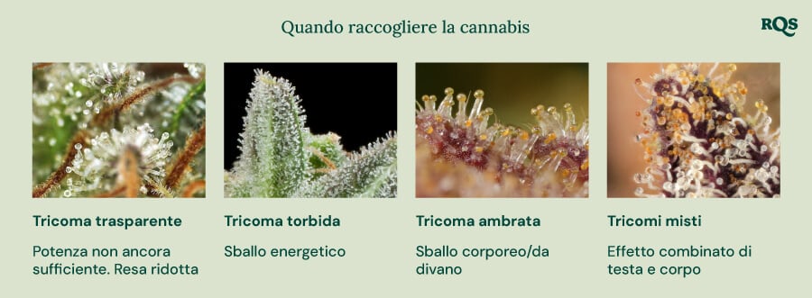 Una guida visiva per la raccolta della cannabis basata sul colore dei tricomi. Mostra quattro stadi: tricomi chiari (non abbastanza potenti), tricomi lattiginosi (effetto energetico), tricomi ambrati (effetto corporeo/sedativo) e tricomi misti (effetto equilibrato corpo e mente).