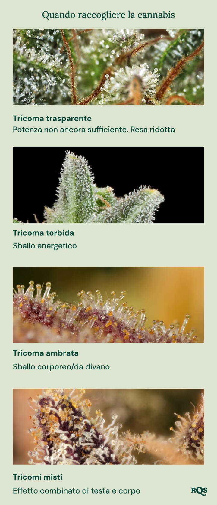 Una guida visiva per la raccolta della cannabis basata sul colore dei tricomi. Mostra quattro stadi: tricomi chiari (non abbastanza potenti), tricomi lattiginosi (effetto energetico), tricomi ambrati (effetto corporeo/sedativo) e tricomi misti (effetto equilibrato corpo e mente).