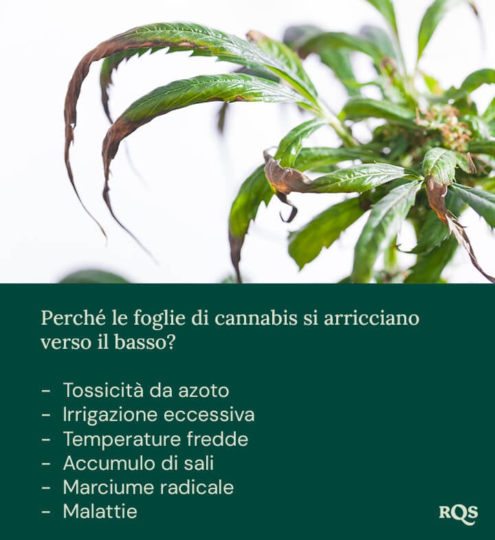 Pianta stressata con foglie scolorite e arricciate verso il basso. Possibili cause: eccesso di irrigazione, carenze nutrizionali o temperature fredde.