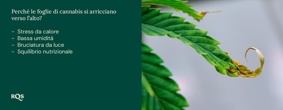 Foglia di pianta verde con bordi arricciati e macchie marroni. Possibili cause: stress da calore, bassa umidità, bruciatura da luce, squilibrio dei nutrienti.