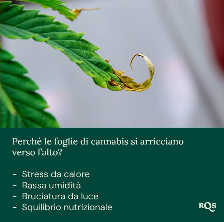 Foglia di pianta verde con bordi arricciati e macchie marroni. Possibili cause: stress da calore, bassa umidità, bruciatura da luce, squilibrio dei nutrienti.