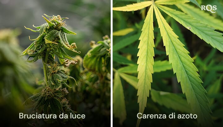 Un collage di due piante di cannabis che mostrano 