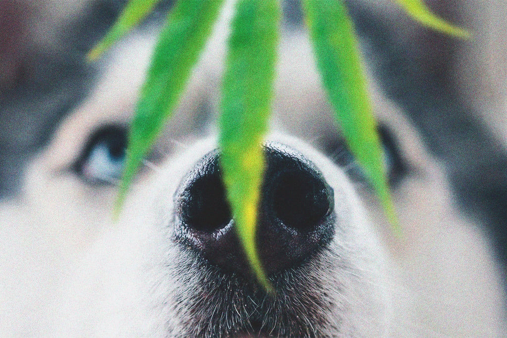 Cosa fare quando un cane è sotto gli effetti della cannabis - RQS Blog