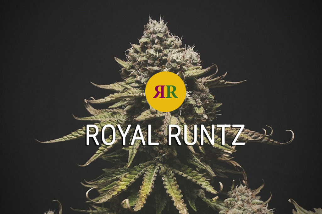 Varietà Royal Runtz: Una vera potenza