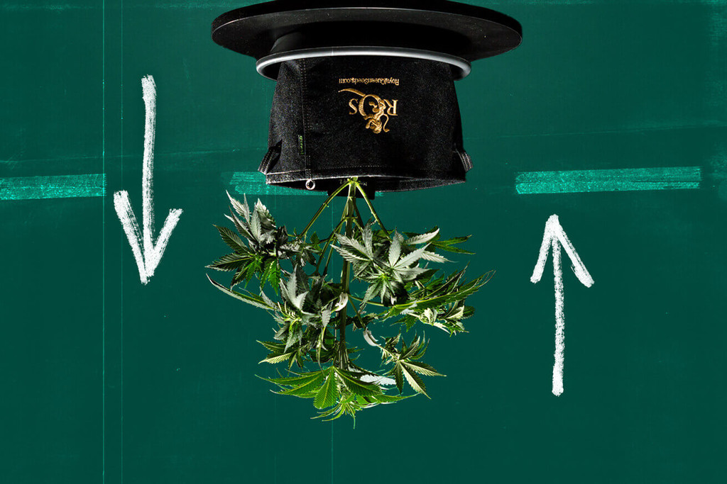 È possibile coltivare la cannabis a testa in giù (coltivazione sottosopra)?