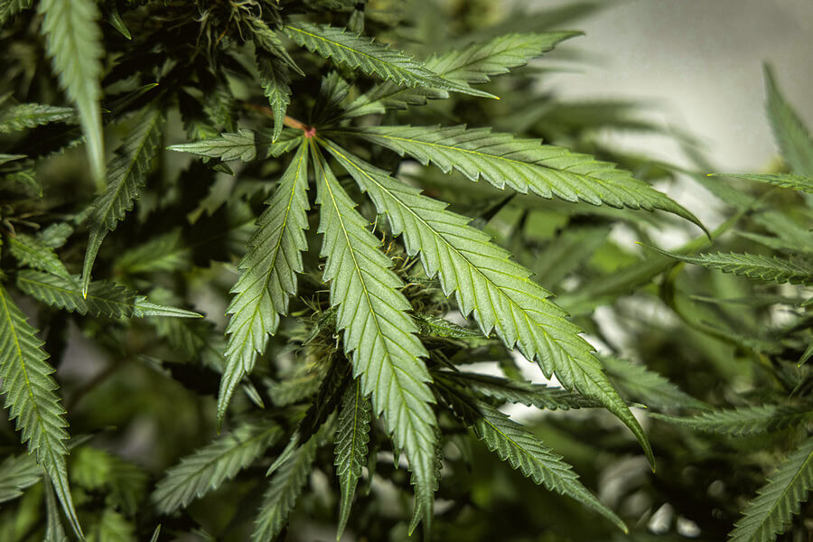 Quante foglie ha una pianta di marijuana?