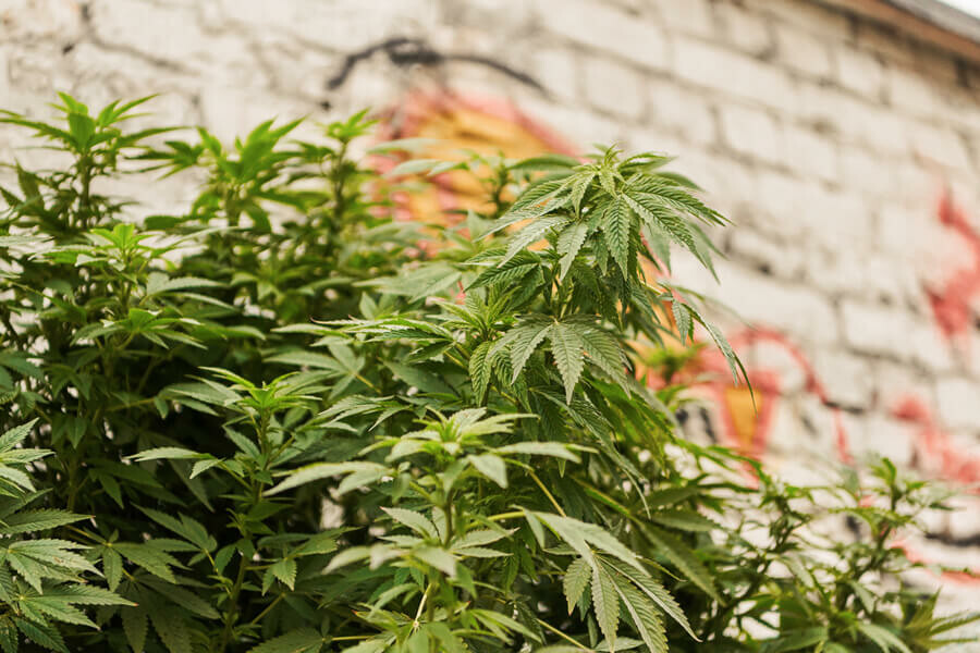 I luoghi più creativi dove coltivare cannabis