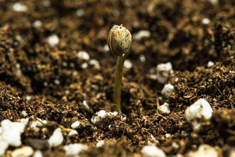 Consigli per fare germinare i semi di cannabis vecchi