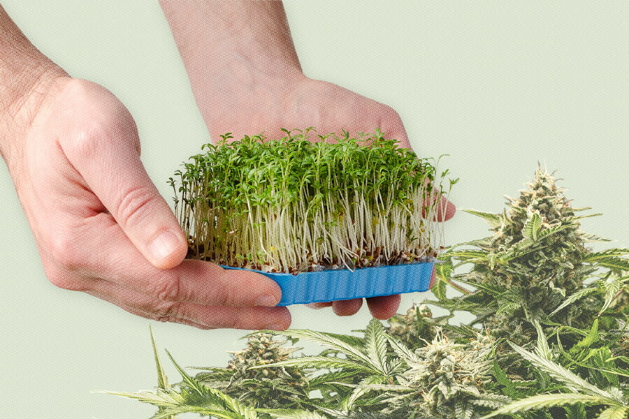 Microgreen di cannabis: Cosa sono e come si coltivano