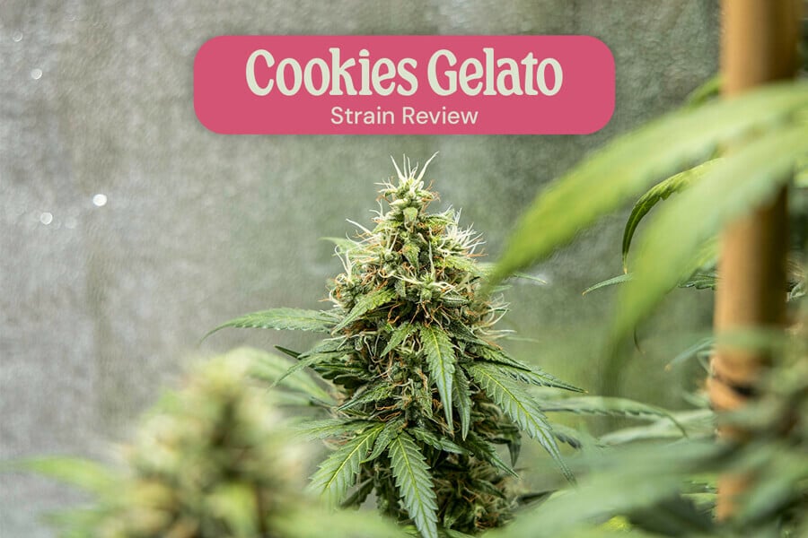 Recensione della varietà Cookies Gelato