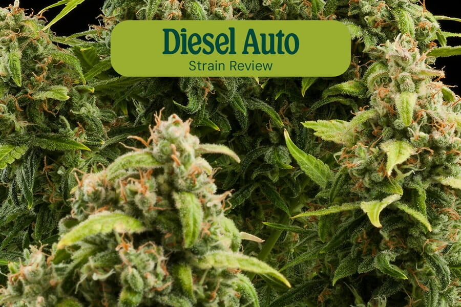 Recensione della varietà Diesel Auto