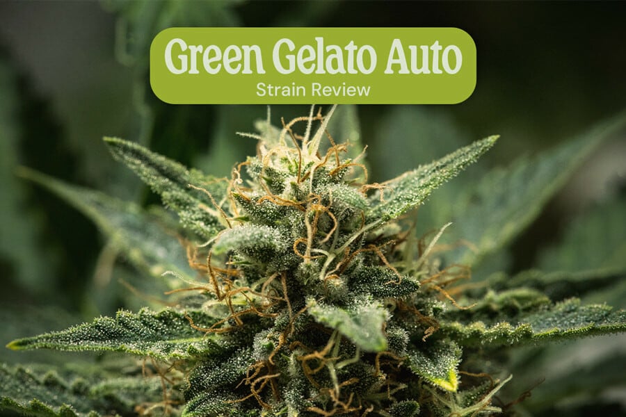 Recensione della varietà Green Gelato Auto