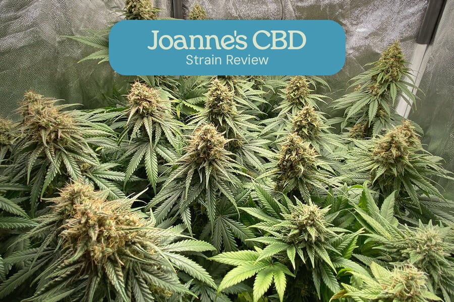 Recensione della varietà Joanne's CBD