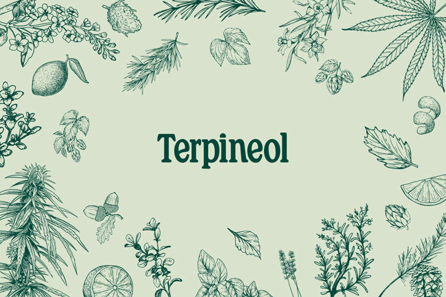 Terpineolo: Scopri questo misterioso terpene