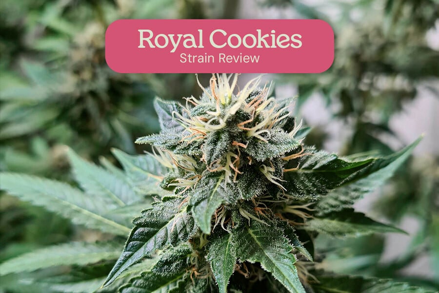 Recensione della varietà Royal Cookies