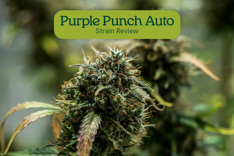 Recensione della varietà Purple Punch Auto