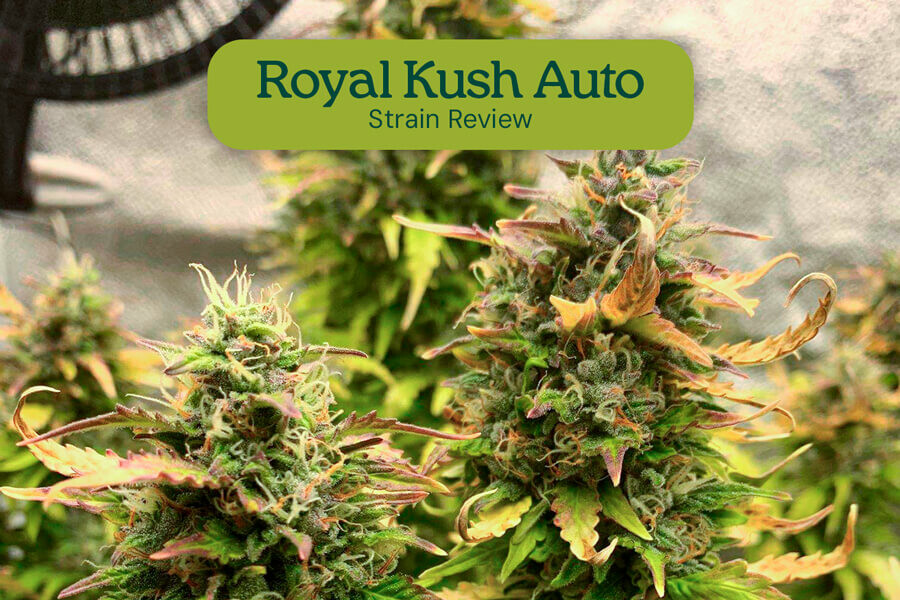 Recensione della varietà Royal Kush Auto