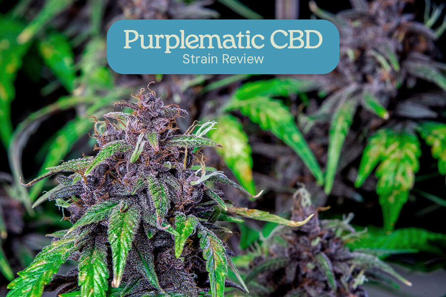 Recensione della varietà Purplematic CBD