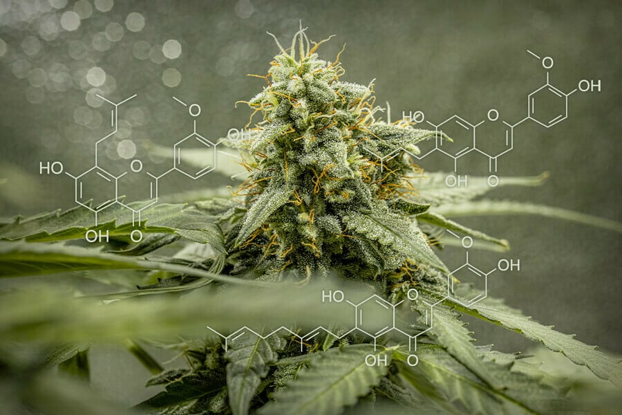 Cannaflavine: Una classe di flavonoidi presenti solo nella cannabis