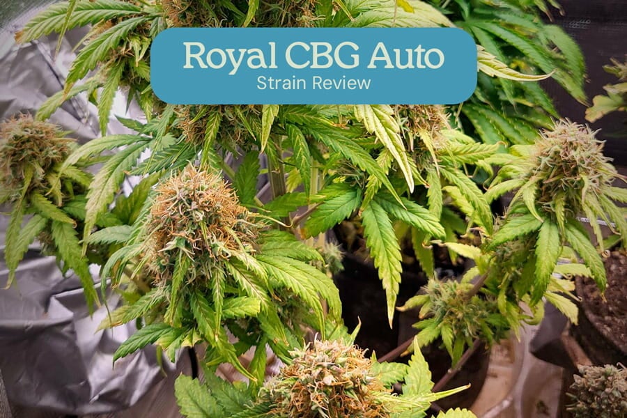 Recensione della varietà Royal CBG Auto