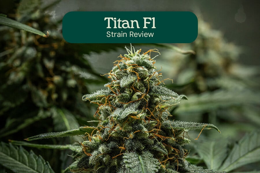 Recensione dell'ibrido Titan F1