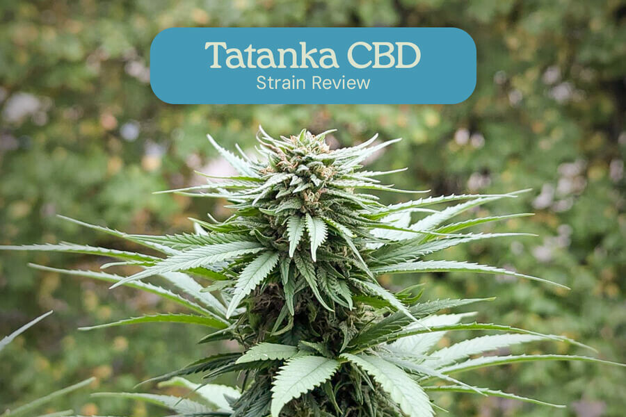 Recensione della varietà Tatanka Pure CBD