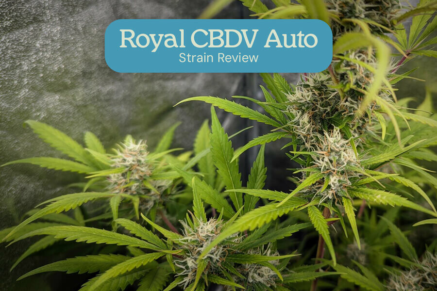 Recensione della varietà Royal CBDV Auto