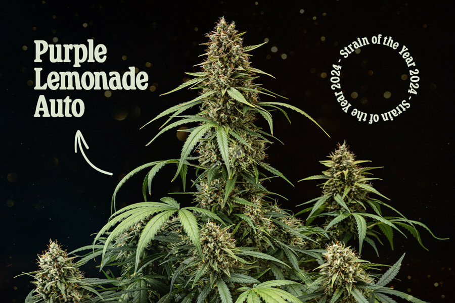 Purple Lemonade Auto: Varietà dell'anno 2024 di Royal Queen Seeds