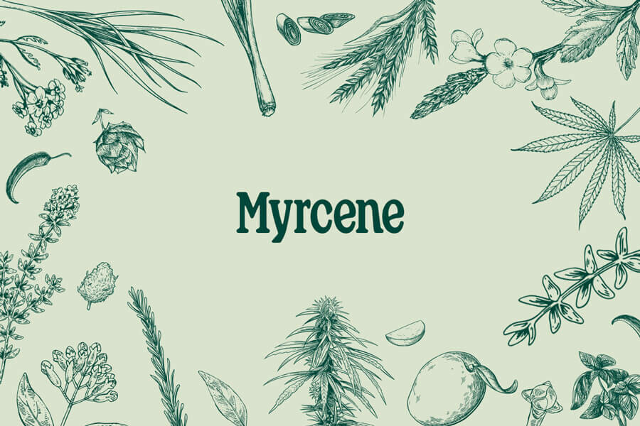 Mircene: Un terpene rilassante con eccellenti potenzialità